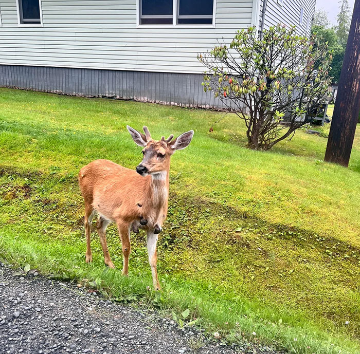 Deer standing near a residential area, highlighting concerns about Zombie Deer Disease detected in a southern state. Deer standing near a residential area, highlighting concerns about Zombie Deer Disease detected in a southern state.