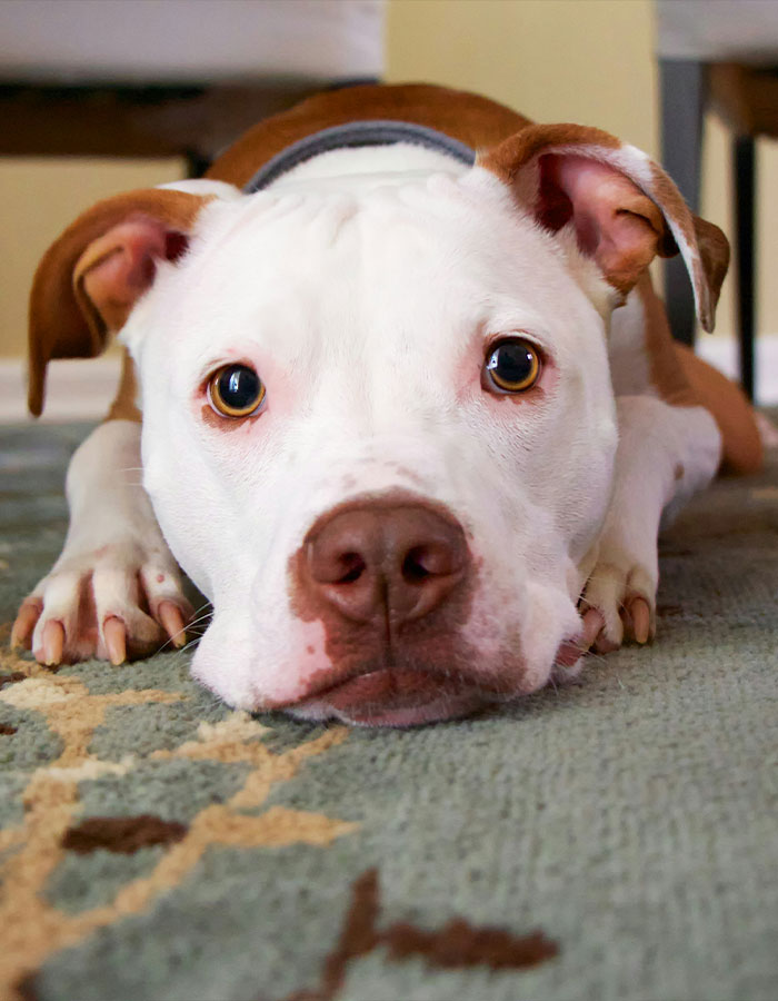 Pit Bull lying on a carpet indoors, close-up of its face with attentive eyes and relaxed posture.