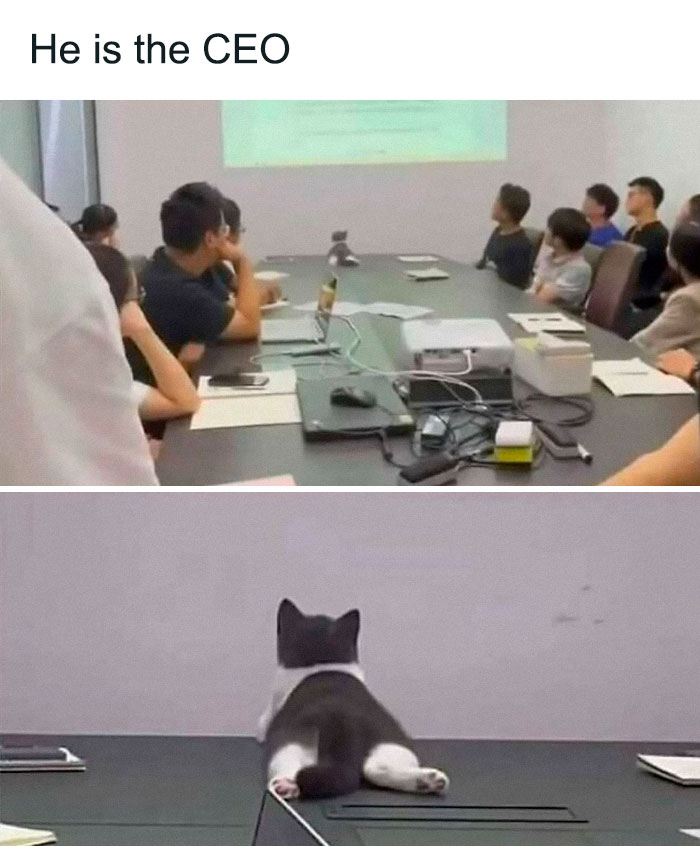 Cat meme showing a cat acting as the CEO in a meeting, illustrating funny and cute cat memes for stress relief.