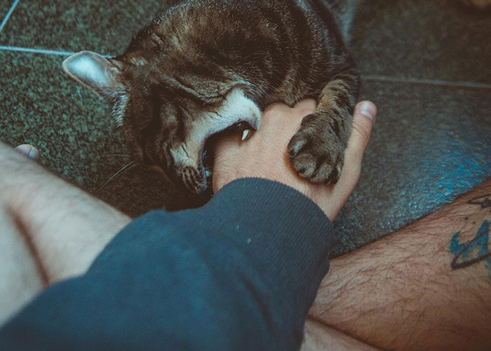Tabby cat playfully biting and grabbing a person's hand, demonstrating bizarre cat hacks owners discovered that actually work.