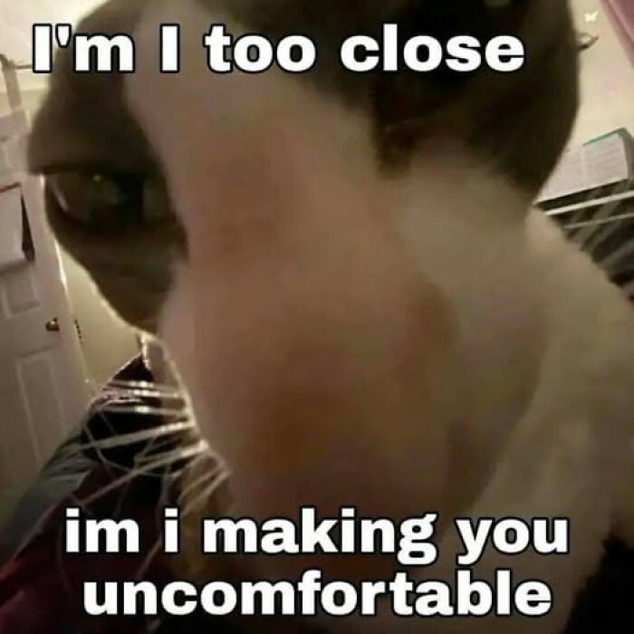 Close-up of a cat staring at the camera with the caption about being too close and causing discomfort in cat memes.