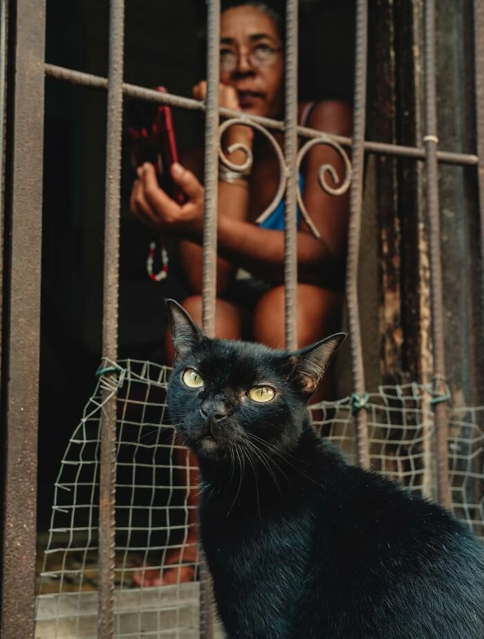 Black cat with yellow eyes sitting near a metal gate while a person looks on behind the bars in a street photo.