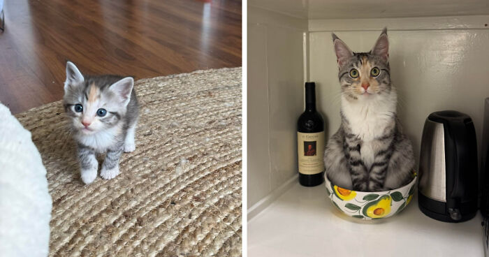 Kitten and grown cat side by side, illustrating the difference a few years makes.