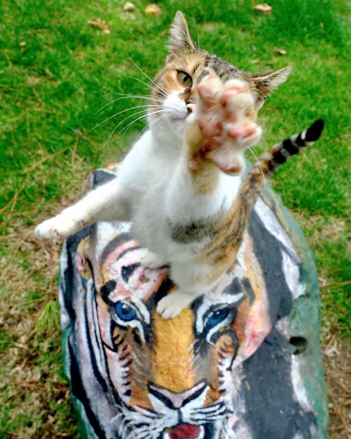 Cat reaching out with paw while standing on a painted rock of a tiger’s face, life on Istanbul streets.