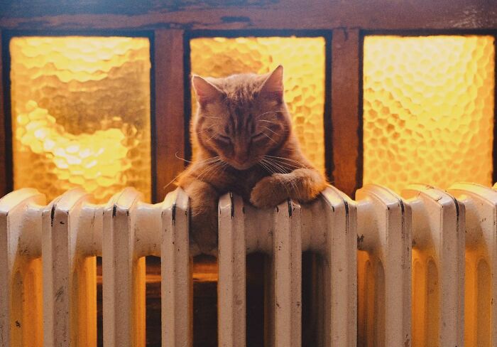 Cat resting on a radiator with warm orange light in the background, capturing life on Istanbul’s streets.