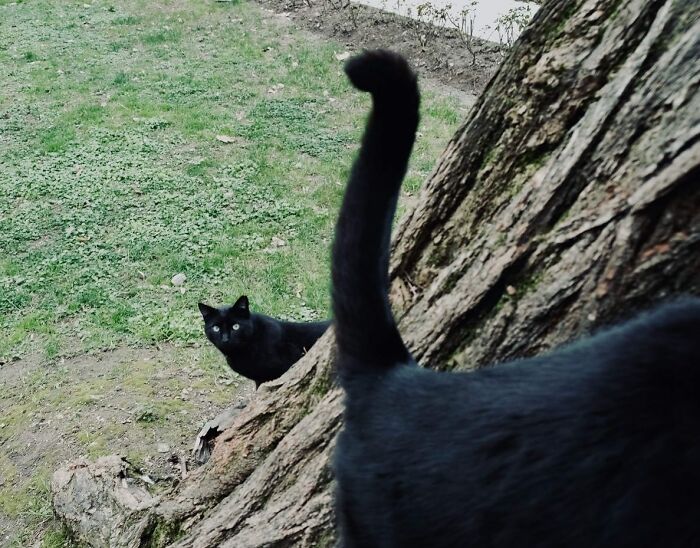 Two black cats on a tree trunk with green grass, capturing life on Istanbul’s streets and cats stealing the show.