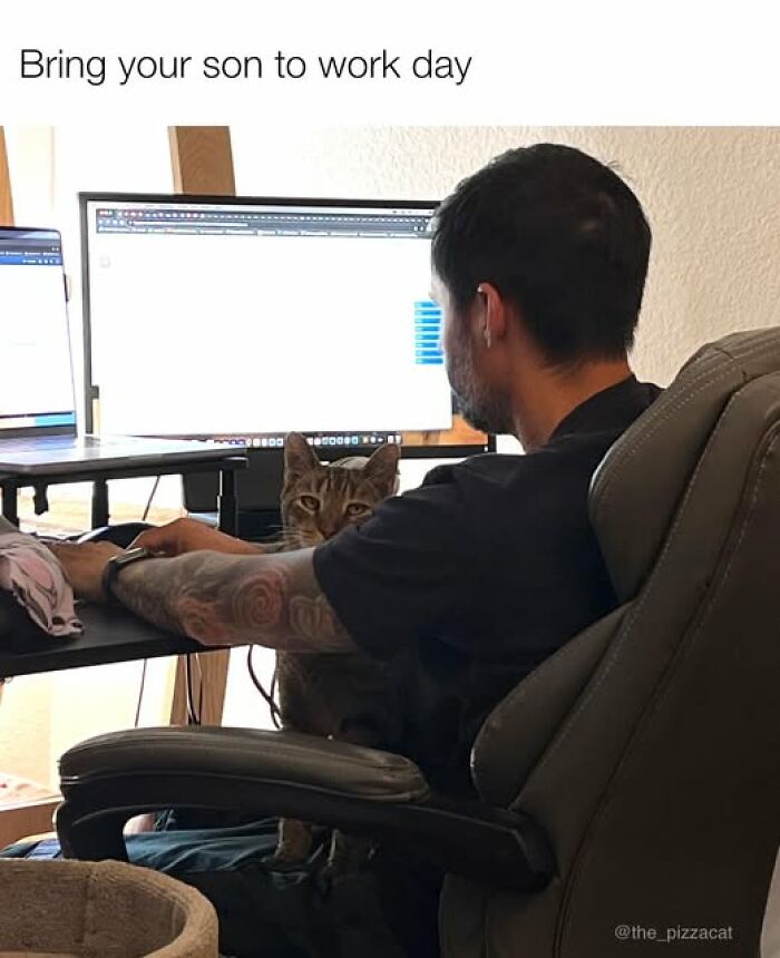 Man working at computer with cat on lap during bring your son to work day, perfect for cat meme therapy.