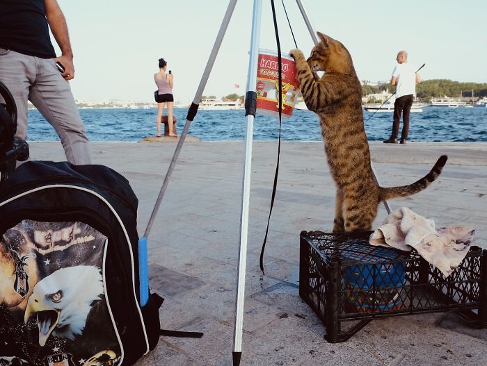 A street cat in Istanbul stands on a crate, reaching up near a tripod by the waterfront, capturing life on Istanbul’s streets.