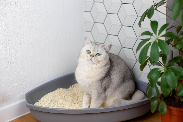 40 Tales Of Cats Being Absolute Hooligans, As Shared By Netizens