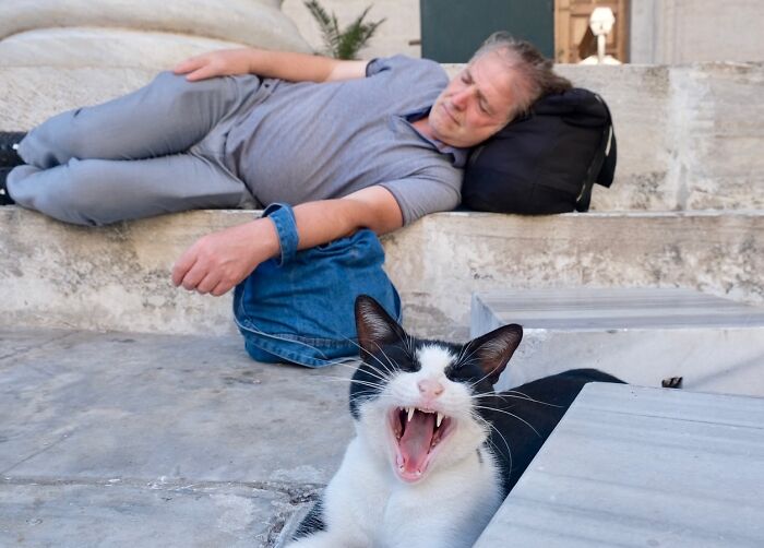 Street life in Istanbul featuring a yawning black and white cat with a man resting on stone steps nearby.