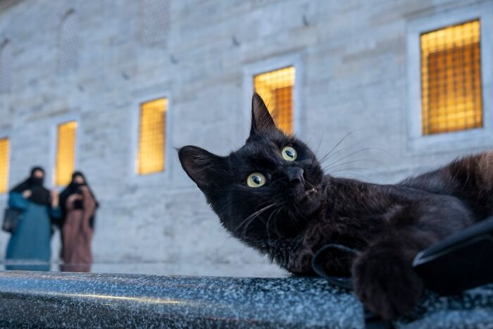 Black cat with bright eyes on a stone ledge capturing life on Istanbul streets with blurred pedestrians in the background.