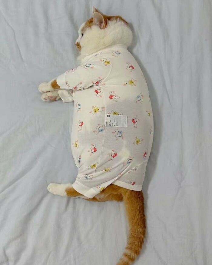 Cat dressed in a cute onesie lying on a bed, showing one paw stretched out in a funny and weird pose.