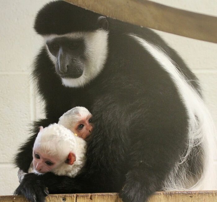 Black and white colobus monkey holding two cute baby monkeys in a warm and protective embrace, showcasing baby animal pics.