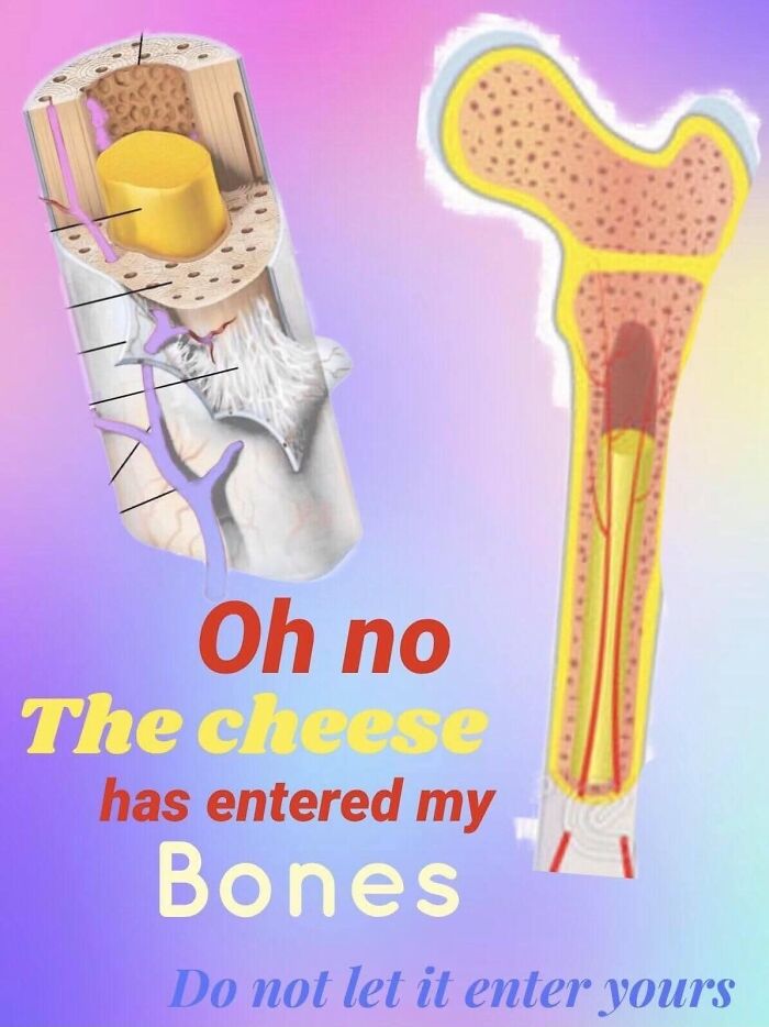 Illustration of bone cross-sections with humorous text about cheese entering bones in confusing images that get weirder.