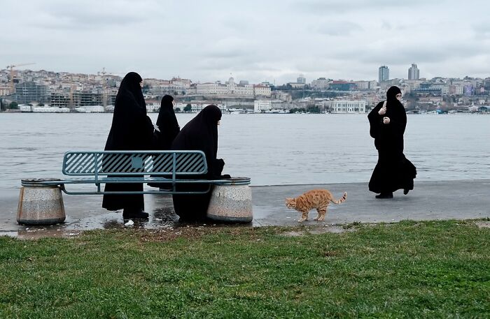 Women dressed in black near a bench by the waterfront in Istanbul, with a cat walking along the path nearby.