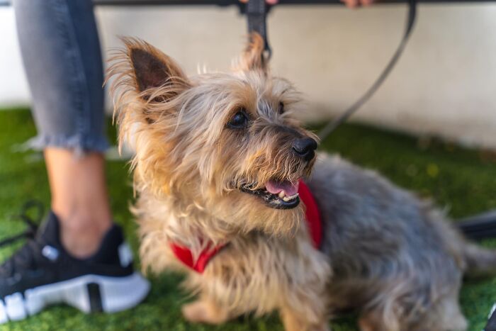 Neglected Yorkie in red harness, freshly groomed and joyful, sitting on grass next to a person wearing sneakers