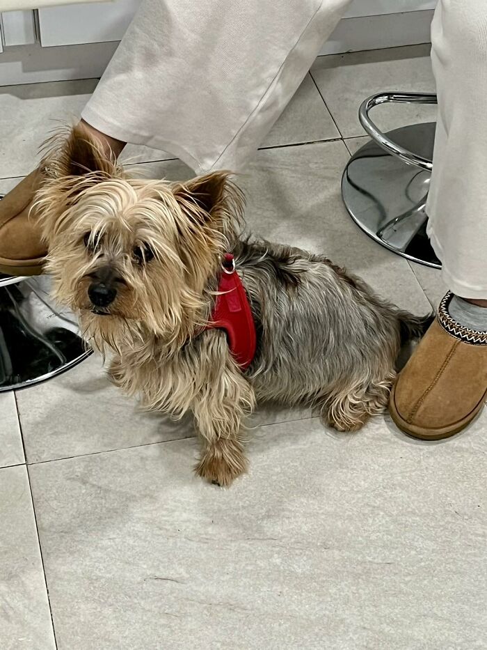 Neglected Yorkie in red harness sitting on tiled floor between owner's feet