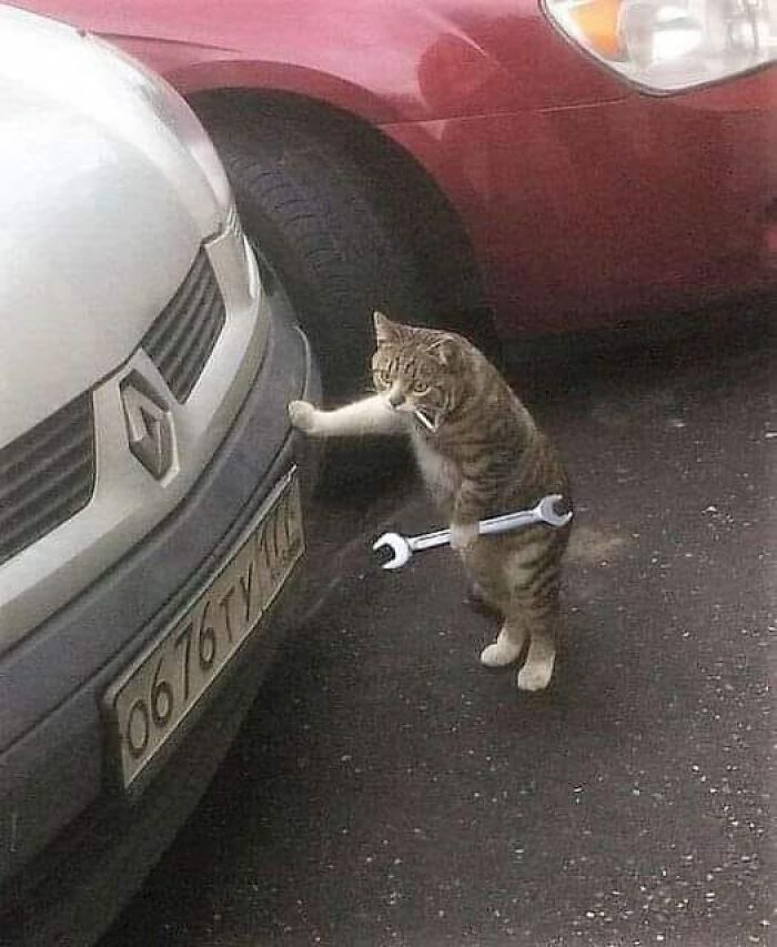 Tabby cat holding a wrench, inspecting a car bumper in a parking lot, a humorous cat meme therapy moment.