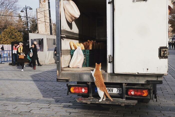 A street cat in Istanbul climbs a bread truck, showcasing life on Istanbul’s streets with plenty of cats around.