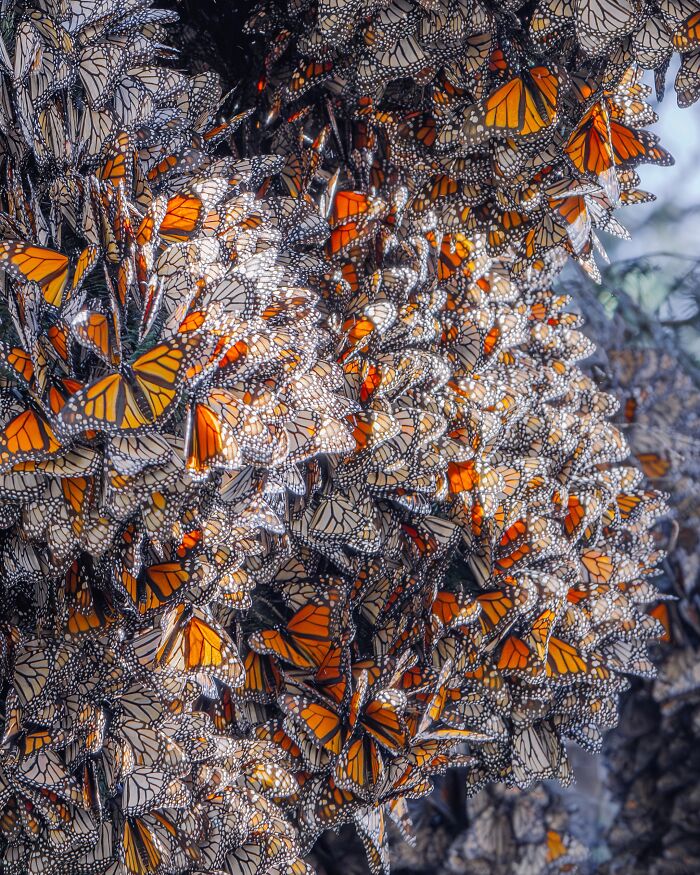 I Spent Several Days Among Hundreds Of Thousands Of These Beautiful Monarch Butterflies In Mexico