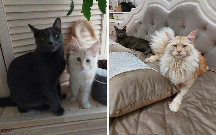 Two adorable cats shown in before-and-after photos showcasing cat grows and their development over time.