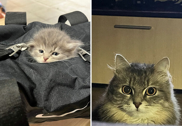 Adorable cat grows from a tiny kitten nestled in a backpack to a fluffy adult with big, curious eyes in before-and-after photos.