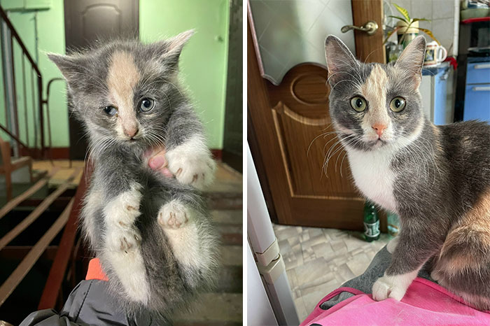Before-and-after photos of an adorable cat growing up, showing its change from a tiny kitten to a mature cat.