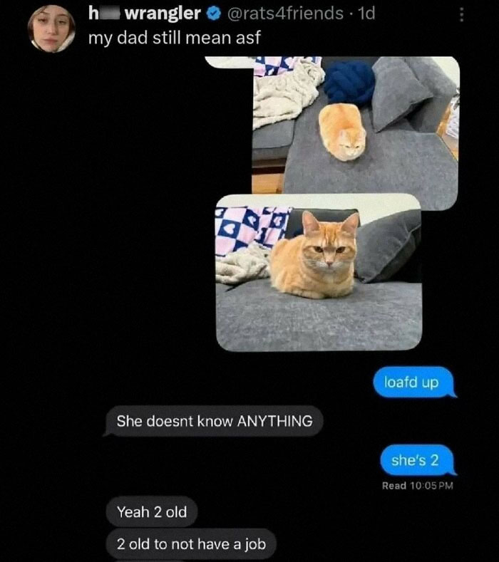 Text message conversation with funny cat memes showing a loafing orange cat, highlighting cute and funny cat memes.