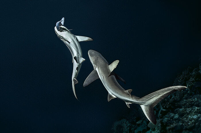 Two sharks captured by the diver and photographer showcasing stunning deep sea mysterious creatures underwater.