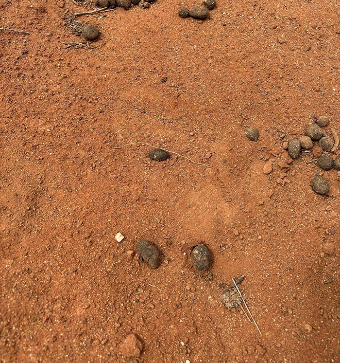 Major Twist In 4YO Gus' Mysterious Vanishing In Outback As Rescuer's Claim Sparks Chilling Theory