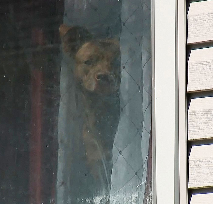 Pit bull looking through a window inside a house after attack on 6-month-old baby, father pleads guilty in court case.