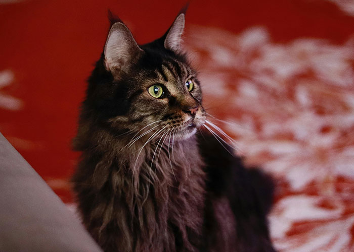 Long-haired tabby cat with green eyes sitting indoors, illustrating bizarre cat hacks owners discovered that actually work.