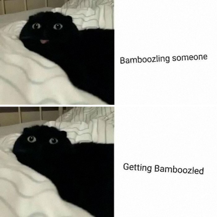Black cat making funny faces on bed with captions about bamboozling, a popular cat meme for cat lovers.