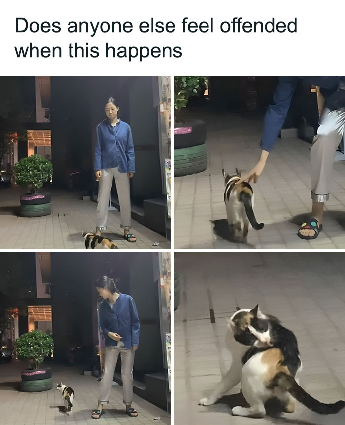 Person awkwardly tries to pet a cat that walks away, capturing relatable moments for cat meme therapy and cat lovers.