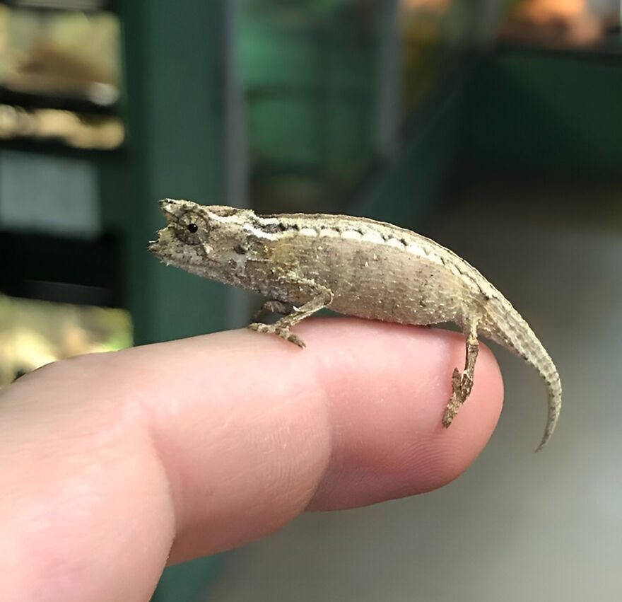 Tiny gecko perched on a human fingertip representing one of the smallest animals in the world competing for the title.