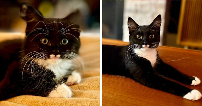 Black and white kitten and cat side by side, showing growth and development from kitten to cat.