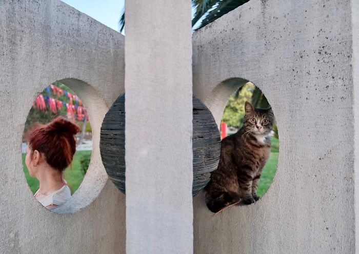 Tabby cat sitting in a circular concrete structure on Istanbul’s streets with a woman blurred in the background outdoors.