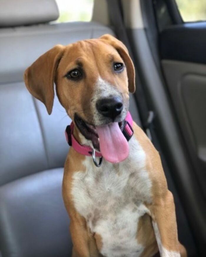 Disney-style adorable pet portrait of a brown and white dog with a pink collar and halo on a pink background.