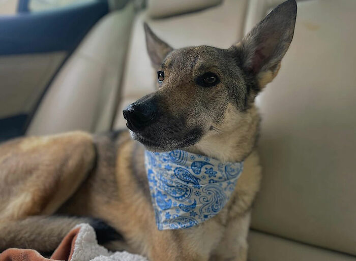 Disney-style pet portrait of a German Shepherd dog wearing a blue patterned bandana on a light blue background