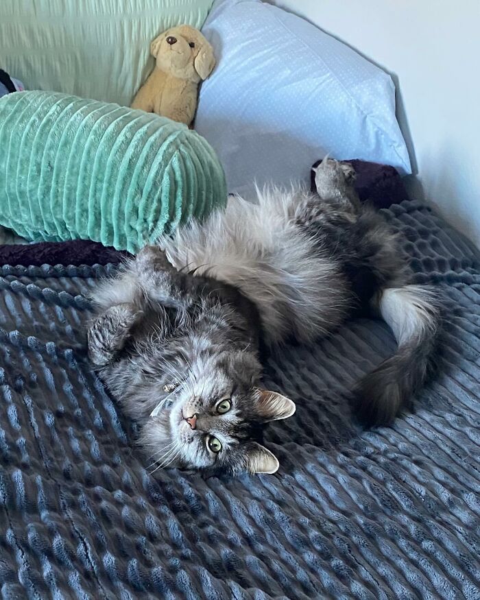 Disney-style pet portrait of a gray and white cat lying on a bed with bright expressive eyes and detailed fur.