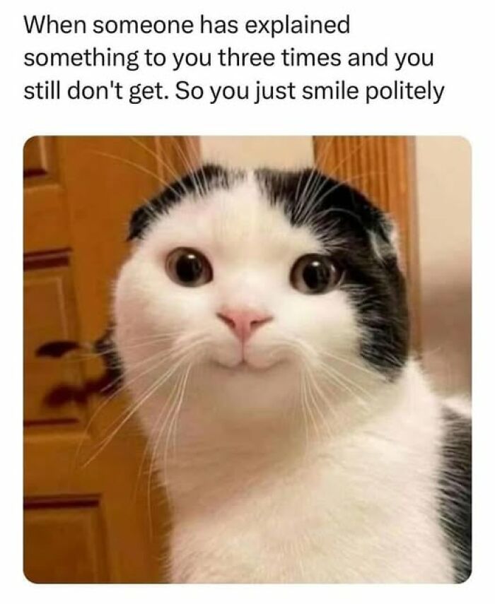 Cat meme showing a white and black cat smiling politely when not understanding something after multiple explanations.