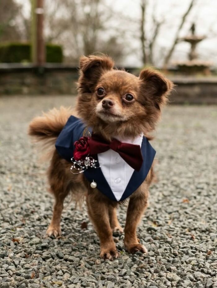 Disney-style pet portrait of a small brown dog dressed in a tuxedo with a red bow tie and floral boutonniere.