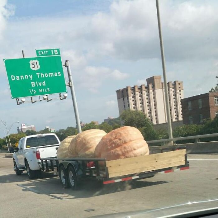 White truck towing a trailer with two massive pumpkins on a highway, a scene that might need an exorcist.