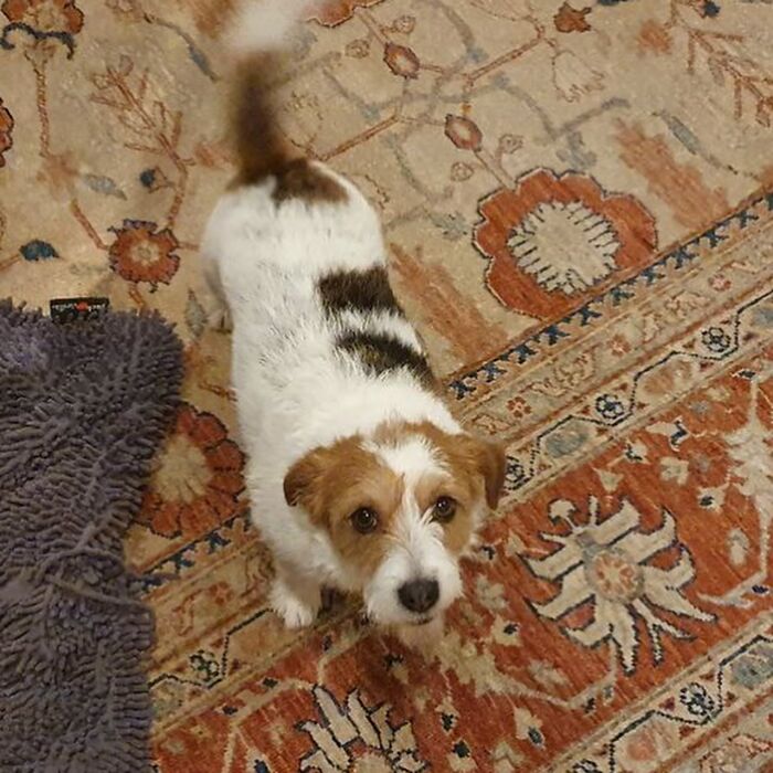 Digital Disney-style pet portrait of two adorable dogs sitting side by side, showcasing cute expressions and warm colors.