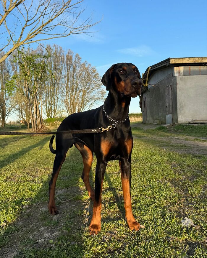 Disney-style pet portrait of a Doberman dog with expressive eyes and a blue background in adorable cartoon style.