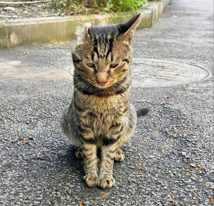 Tabby cat sitting on pavement in a wholesome animal comedy Facebook group photo showcasing cute and funny pet moments.