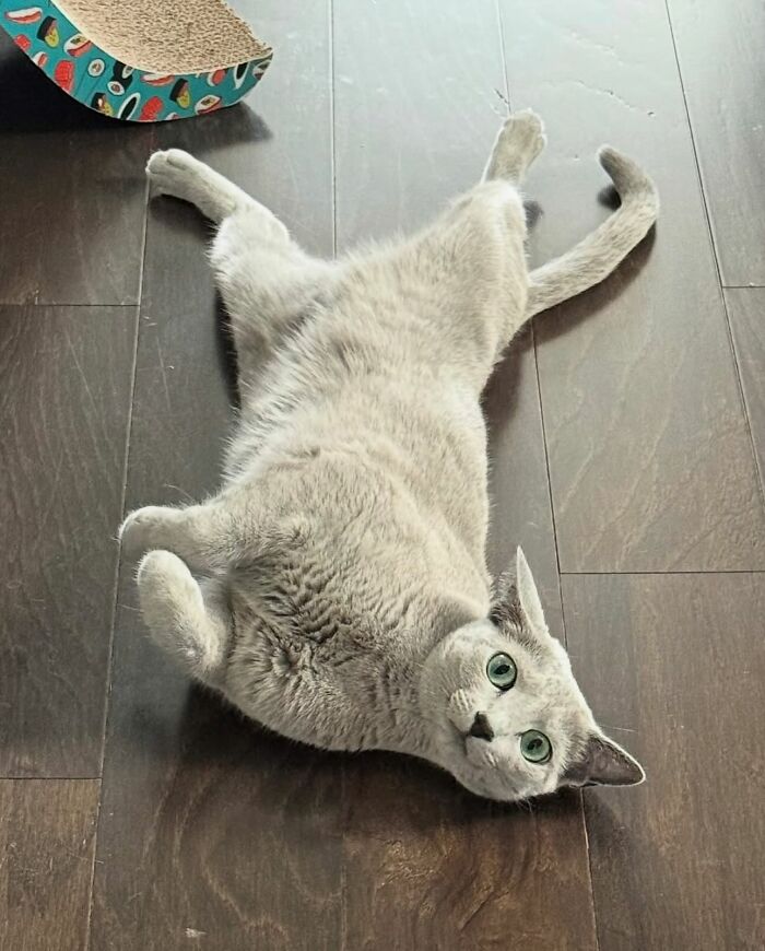 Disney-style adorable pet portrait of a gray cat with green eyes lying on a green background in a playful pose