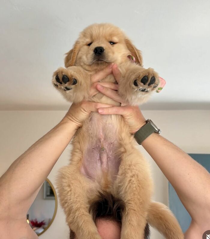 Disney-style pet portrait of a golden retriever puppy held up with paws and soft expression in an adorable illustration.