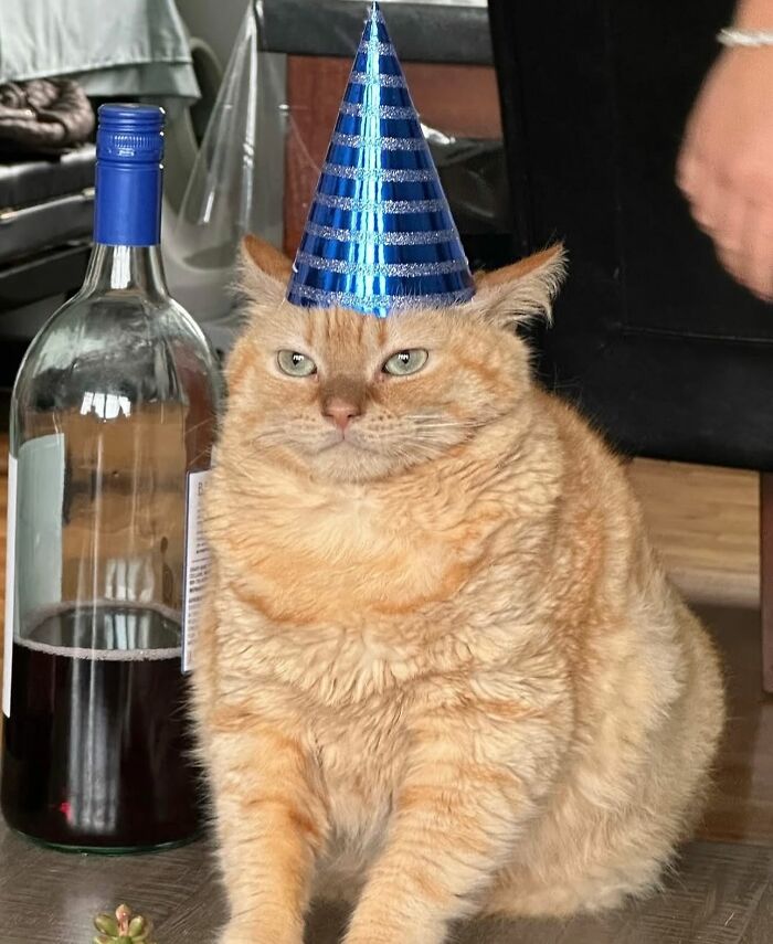 Disney-style pet portrait of a chubby orange cat wearing a blue party hat sitting next to a wine bottle indoors.