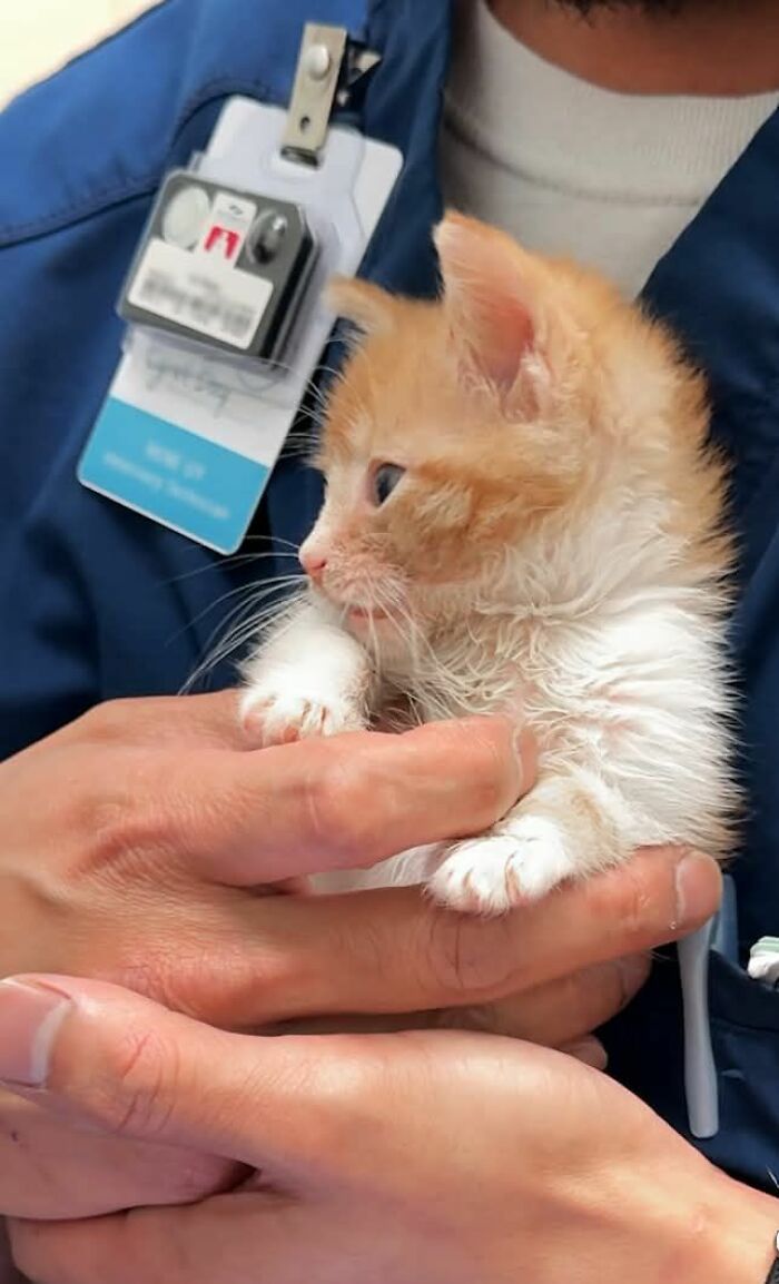 Person in blue holding a small orange and white kitten, showcasing wholesome animal comedy in a Facebook group.